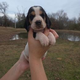 Samantha 2700.00 - Black brown and white female Basset Hound puppy in Denison, Texas from Emma Lou's Baby Bassets