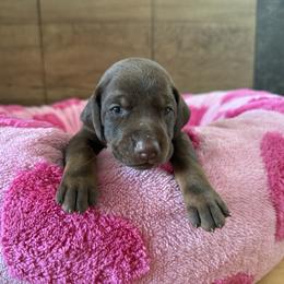 Dolly - Red and rust female Doberman Pinscher puppy in Brookfield, Wisconsin from Haus of Hound