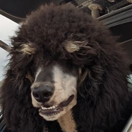 Elvis - Poodle