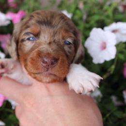 Prada Chocolate Dapple Pie Girl long hair - Dapple female Dachshund puppy in Stockton, California from Wiggles & Wags Dachshund's