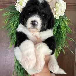 Holly - Black and white female Bernedoodle puppy in Thornville, Ohio from Four Front Doodles & Friends