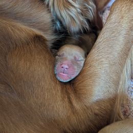 Golden Retriever Puppies from 10 Piece Golden Nugget Retrievers