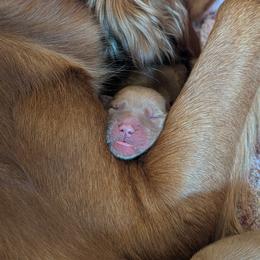 Golden Retriever Puppies from 10 Piece Golden Nugget Retrievers