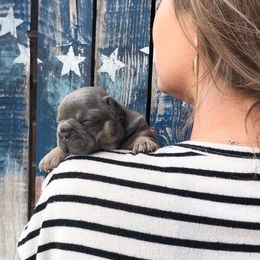 French Bulldog Puppies from Honey Bee Frenchies