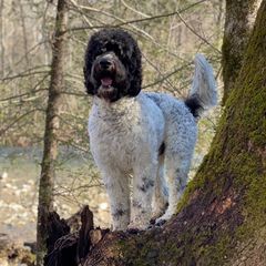 Double Doodles and Poodles from Southern Country Kennels