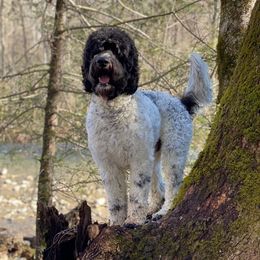 Double Doodles and Poodles from Southern Country Kennels