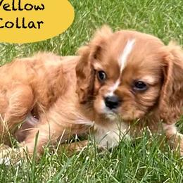 Cavalier King Charles Spaniels from Dorcas Hooks