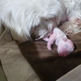 Coco - White female Maltese puppy in Belleville, Michigan from Michigan Maltese Puppies