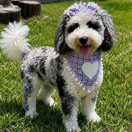 Trinity - Bernedoodle