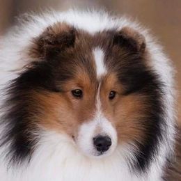 Taki - Shetland Sheepdog