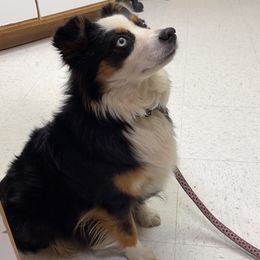 Tessa Rae - Miniature Australian Shepherd