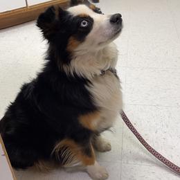 Tessa Rae - Miniature Australian Shepherd