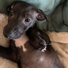 Boy 2 - male Italian Greyhound puppy in Frederick, Maryland from Celeste Italian Greyhounds