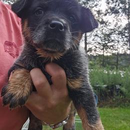 Girl 4 - Blue female Australian Cattle Dog puppy in Dalton, Pennsylvania from Whiteduck Mountain Kennel AKC Australian Cattle Dogs and AKC Fox Red Labrador Retrievers