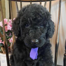 Bernedoodles, Double Doodles, and Goldendoodles from Down on the farm Doodles