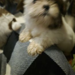 Girl 1 - Brindle female Shih Tzu puppy in Trout, Louisiana from Magnolia Farm's LLC