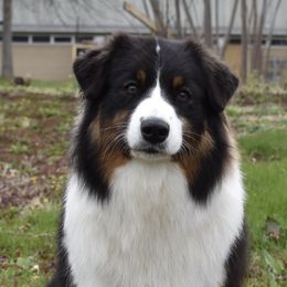 Vanessa - Australian Shepherd