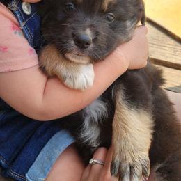 Stellar - Black tri-color female Australian Shepherd puppy in Cable, Ohio from Resolute Aussies