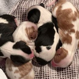 Cavalier King Charles Spaniel Puppies from Blessed Cavaliers