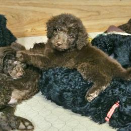 Blake - Brown male Double Doodle puppy in Jeddo, Michigan from Bert's Doodles