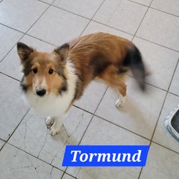 Tormund - Sable and white male Shetland Sheepdog puppy in Kaycee, Wyoming from Heavenly Shelties