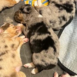 F3 - Blue merle female Toy Australian Shepherd puppy in Luzerne, Iowa from Rouse's Aussies