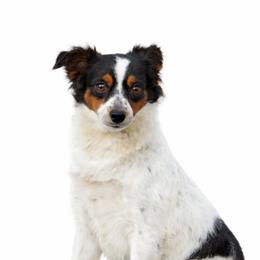 Amanda - Toy Australian Shepherd