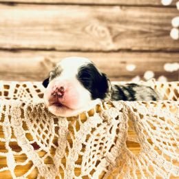 Bernedoodle and Poodle Puppies from Florida Prancy Paws