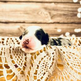 Bernedoodle and Poodle Puppies from Florida Prancy Paws