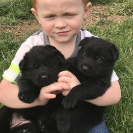 German Shepherd Puppies from Vom Haus Bella GSD’s