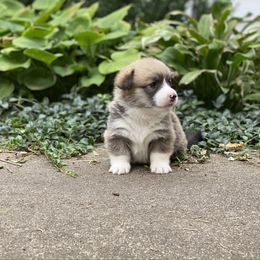 Pembroke Welsh Corgi Puppies from A&A’s Adorable Corgis