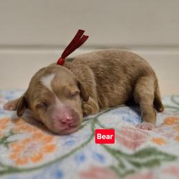 Bear - Apricot male Goldendoodle puppy in Summerville, South Carolina from Channys Doodles