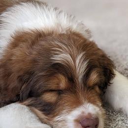 Aussiedoodle and Goldendoodle Puppies from Junipersdoodles