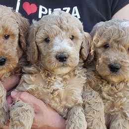 Bernedoodles and Goldendoodles from Doodles are Amazing