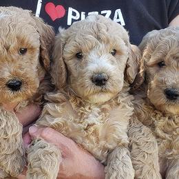 Bernedoodles and Goldendoodles from Doodles are Amazing