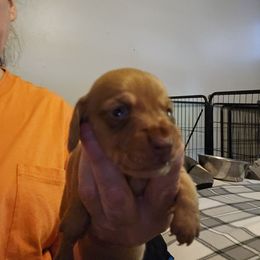 Boy 1 - Cream male Dachshund puppy in Lansing, Michigan from Black Thunder 517 Cane Corso and Dachshunds