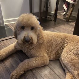 Bailey - Goldendoodle