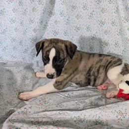 Orion - White and fawn brindle male Whippet puppy in Sweet Home, Oregon from Imperialis Kennels