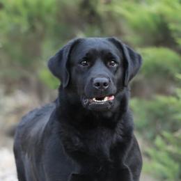 Charlotte - Labrador Retriever