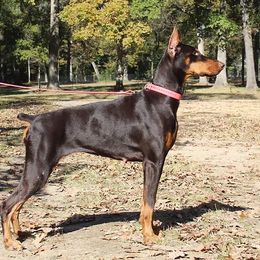 Lillian - Doberman Pinscher