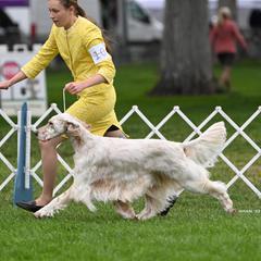 Deja - English Setter