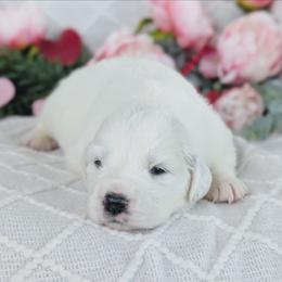 Girl 6 Blue - White female Great Pyrenees puppy in Yakima, Washington from Naches Heights Ranch