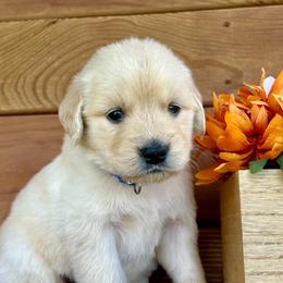 Champ - Light golden male Golden Retriever puppy in Doniphan, Missouri from Stockford’s Golden Retrievers