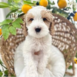 BEE - Caramel ice male Australian Labradoodle puppy in Palmdale, California from Heavenly Doodles