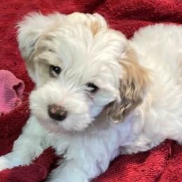 Goldendoodles from Valentine’s Mini Goldendoodles