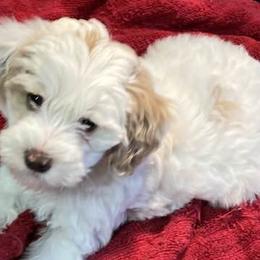 Goldendoodles from Valentine’s Mini Goldendoodles