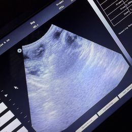 Yorkshire Terrier puppies from DK’s Littles & Co