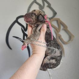 Pink Collar - Merle female Great Dane puppy in Alton, Illinois from Show Me Great Danes and Basset Hounds