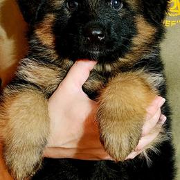 German Shepherd Puppies from Ewig Krieger Kennels