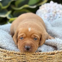 Gary - Yellow male Labrador Retriever puppy in Puyallup, Washington from 12 Door Farm Labradors